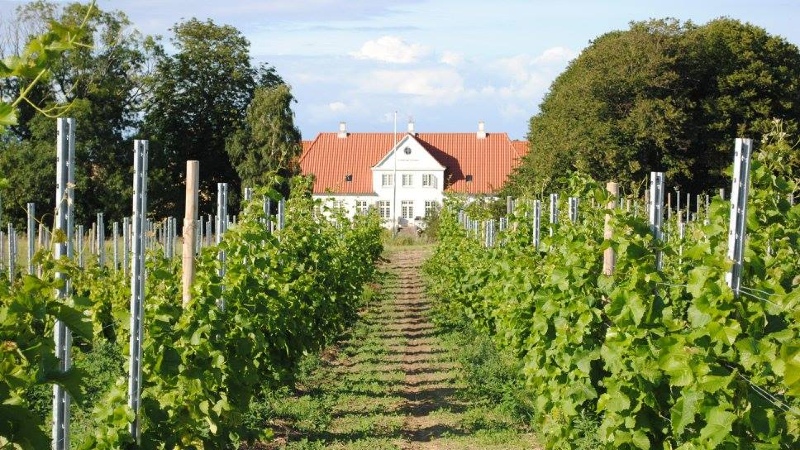 Vinklassifikationer og vinregioner i Danmark